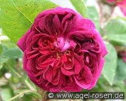 Deuil de Paul Fontaine kaufen, clicken für mehr Details Deuil de Paul Fontaine