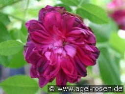 James Veitch kaufen, clicken für mehr Details James Veitch