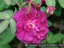 Nuits de Young kaufen, clicken für mehr Details Nuits de Young