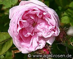 Rosa centifolia Muscosa kaufen, clicken für mehr Details Rosa centifolia Muscosa