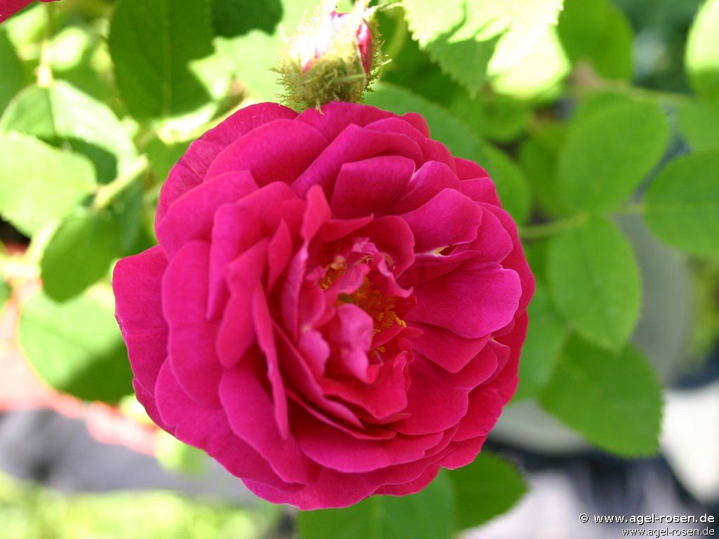 Rosa centifolia muscosa \'Rubra\' kaufen ROSEN – AGEL Moosrose –