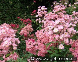 Alden Biesen kaufen, clicken für mehr Details Alden Biesen