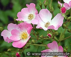 Ballerina kaufen, clicken für mehr Details Ballerina