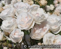 Easy to Cut kaufen, clicken für mehr Details Easy to Cut