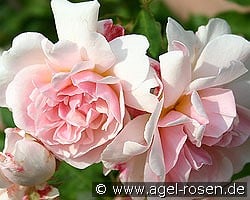 Felicia kaufen, clicken für mehr Details Felicia