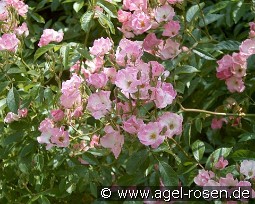 Frisson Frais kaufen, clicken für mehr Details Frisson Frais