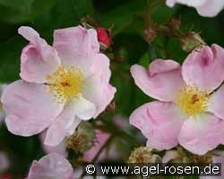 Heideröslein kaufen, clicken für mehr Details Heideröslein