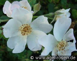 Kathleen kaufen, clicken für mehr Details Kathleen