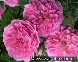 Lavender Lassie kaufen, clicken für mehr Details Lavender Lassie