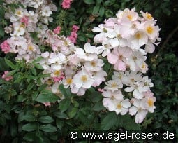 Matchball kaufen, clicken für mehr Details Matchball