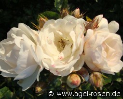 Neige d'Été kaufen, clicken für mehr Details Neige d'Été