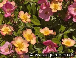 Plaisanterie kaufen, clicken für mehr Details Plaisanterie