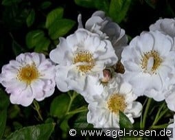 Poesie kaufen, clicken für mehr Details Poesie