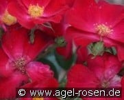 Poppy Rose kaufen, clicken für mehr Details Poppy Rose