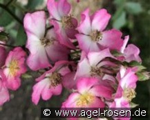 Puccini kaufen, clicken für mehr Details Puccini