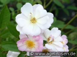 Queen of the Musk kaufen, clicken für mehr Details Queen of the Musk