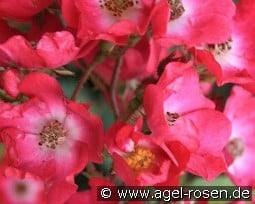 Ravel kaufen, clicken für mehr Details Ravel