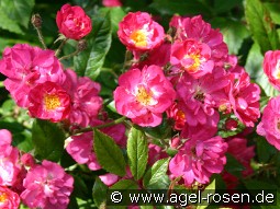 Robin Hood kaufen, clicken für mehr Details Robin Hood