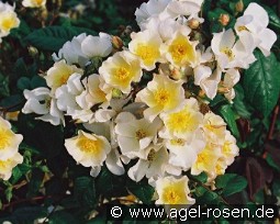 Rosalita kaufen, clicken für mehr Details Rosalita