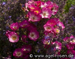 Schubert kaufen, clicken für mehr Details Schubert