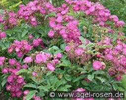 Sibelius kaufen, clicken für mehr Details Sibelius