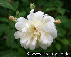 Thisbe kaufen, clicken für mehr Details Thisbe