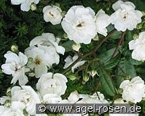 Waterloo kaufen, clicken für mehr Details Waterloo