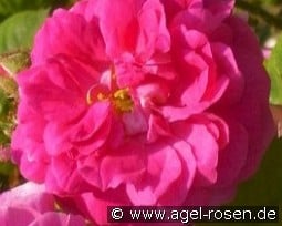 Henri Martin kaufen, click for more details Henri Martin