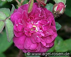 Nuits de Young kaufen, click for more details Nuits de Young