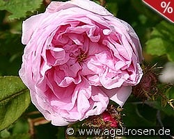 Rosa centifolia Muscosa kaufen, click for more details Rosa centifolia Muscosa
