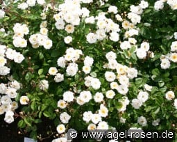 Autumn Delight kaufen, click for more details Autumn Delight