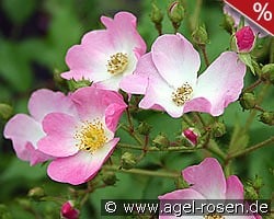 Ballerina kaufen, click for more details Ballerina