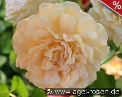 Buff Beauty kaufen, click for more details Buff Beauty