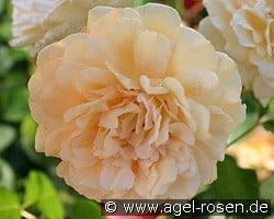 Buff Beauty kaufen, click for more details Buff Beauty