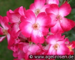 Bukavu kaufen, click for more details Bukavu