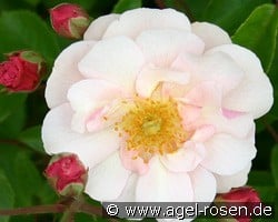 Cornelia kaufen, click for more details Cornelia