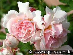 Felicia kaufen, click for more details Felicia