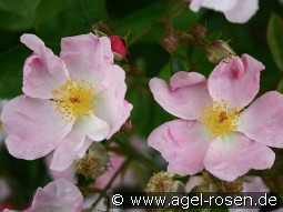 Heideröslein kaufen, click for more details Heideröslein