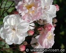 Jean Stephenne kaufen, click for more details Jean Stephenne