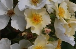 Kew Gardens kaufen, click for more details Kew Gardens