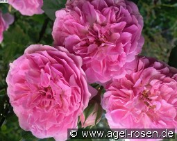 Lavender Lassie kaufen, click for more details Lavender Lassie