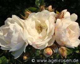 Neige d'Été kaufen, click for more details Neige d'Été