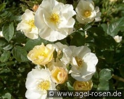 Omi Oswald kaufen, click for more details Omi Oswald