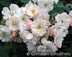 Penelope kaufen, click for more details Penelope