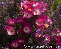 Schubert kaufen, click for more details Schubert