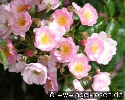 Song of Hiroshima kaufen, click for more details Song of Hiroshima