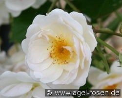 Trier kaufen, click for more details Trier