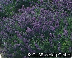 Katzenminze kaufen, clicken für mehr Details Katzenminze