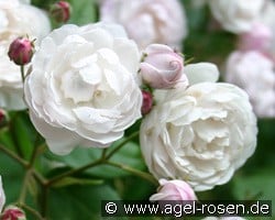 Champneys' Pink Cluster kaufen, click for more details Champneys' Pink Cluster