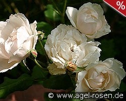 Mme. Alfred Carrière kaufen, click for more details Mme. Alfred Carrière